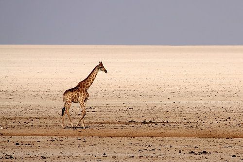 giraffe in woestijn