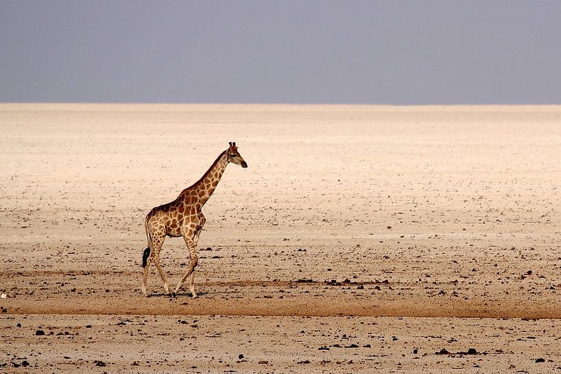giraffe in woestijn van Henk Langerak