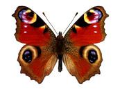 European Peacock Butterfly  van Sasha Donker thumbnail