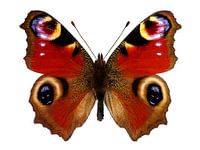 European Peacock Butterfly 