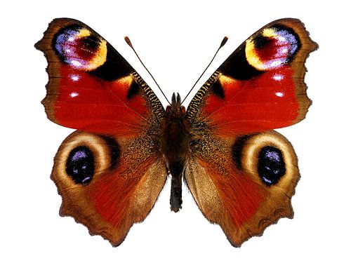 European Peacock Butterfly 