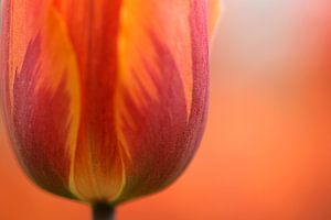 Gros plan de l'orange néerlandaise avec une tulipe rouge sur Caroline van der Vecht