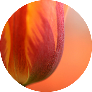 Close-up van Hollandse oranje met rode tulp van Caroline van der Vecht