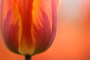 Nahaufnahme der niederländischen Orange mit roter Tulpe