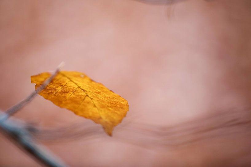 autumn leaf by Anneliese Grünwald-Märkl