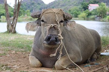 Buffalo by the water