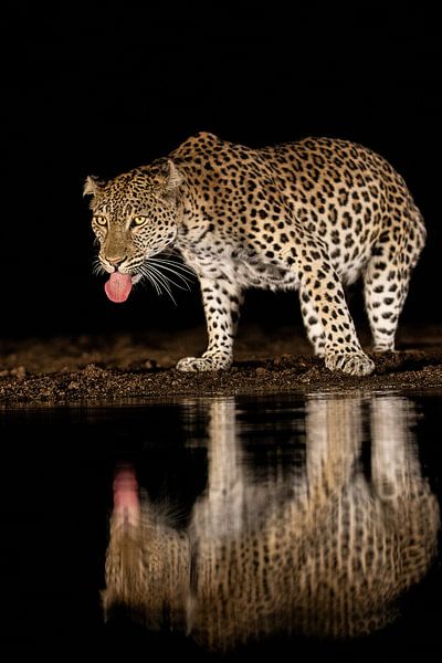 Untitled by Amnon Eichelberg