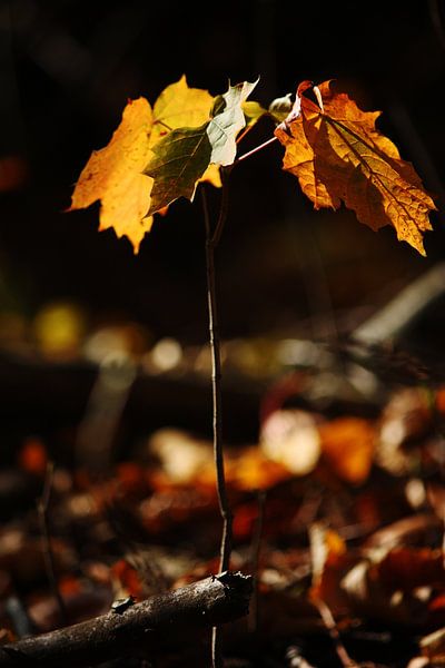 Goldener Herbst VI van Meleah Fotografie