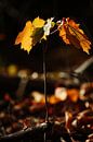 Goldener Herbst VI van Meleah Fotografie thumbnail
