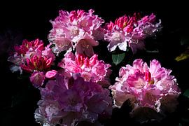 Flowerpower von Noa Duizend