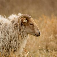 Drents heideschaap tussen hoog gras