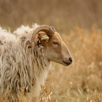 Drents Heidschnucken zwischen hohem Gras von Latifa - Natuurfotografie