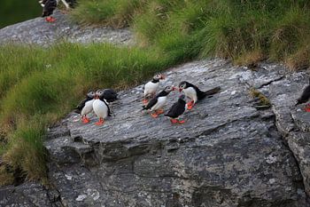 Papageitaucher Norwegen