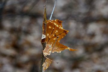 Feuilles d'arbre tombées en automne sur Kristof Leffelaer