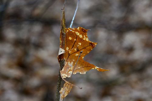 Gevallen boomblad tijdens de herfst
