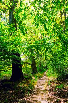 Maiwald van Ostsee Bilder