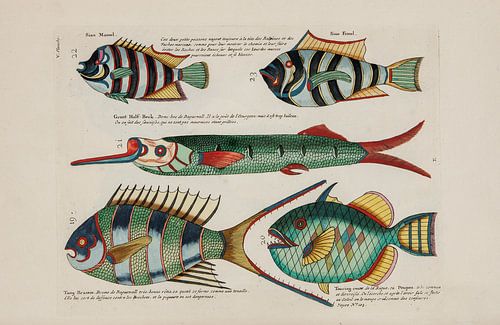 Rivierkreeften en krabben, Louis Renard, 1754 - Collectie Teylers Museum