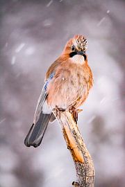 Le geai, également appelé geai (Garrulus glandarius)