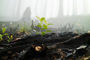 Nieuw leven ontstaat uit de resten van verbrand bos in Canada van Wouter Vriens