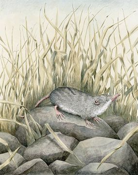 Ode to the shrew