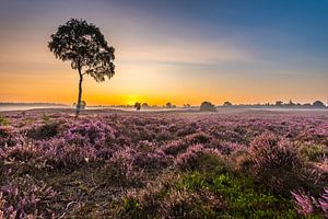 Magische morgen op de heide van Eelke Brandsma