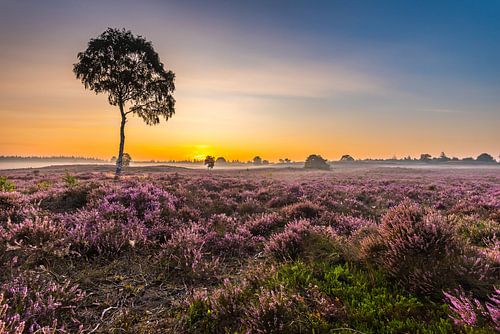 Magische morgen op de heide