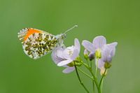 Orangetip 