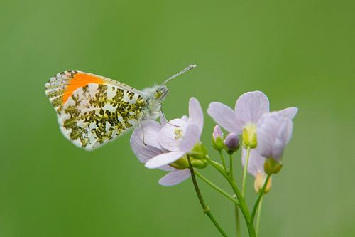 Oranjetipje op Pinksterbloem van Marnix Jonker