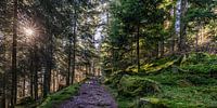 Wanderweg in Bad Wildbad im Herbst - Schwarzwald