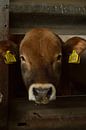 Nieuwsgierige koeien op het mooie eiland Texel, Nederland van Jeffry Clemens thumbnail