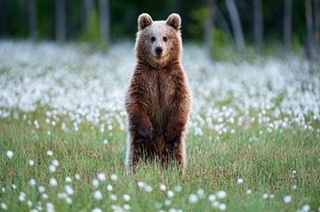Young brown bear (Ursus arctos)