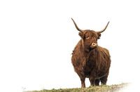Scottish highlander