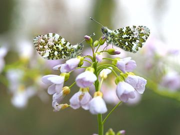 Oranjetipjes op pinksterbloem (Tuinposter?) van Ellen Nipshagen