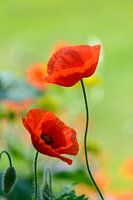 Dancing poppies