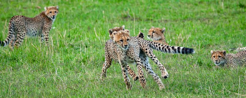 playing Cheetah Cubs by Peter Michel