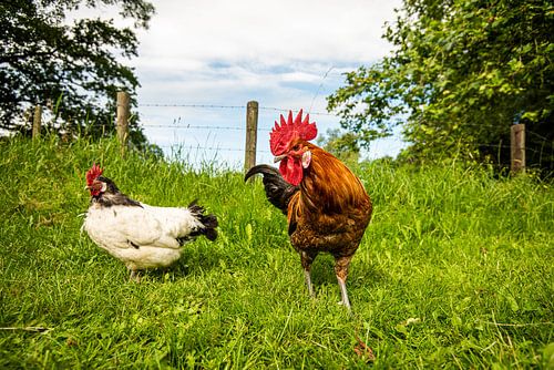 Chickens and Rooster in the wild