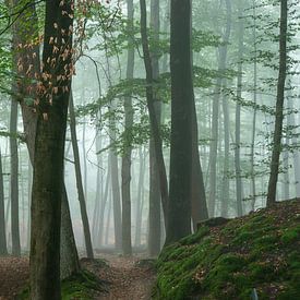 Road in the Forest van Michel Knikker