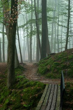 Road in the Forest van Michel Knikker