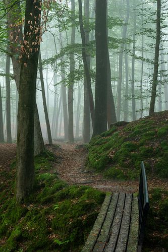 Road in the Forest