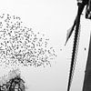 Starlings in Kinderdijk by Andius Teijgeler