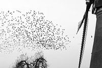 Étourneaux à Kinderdijk