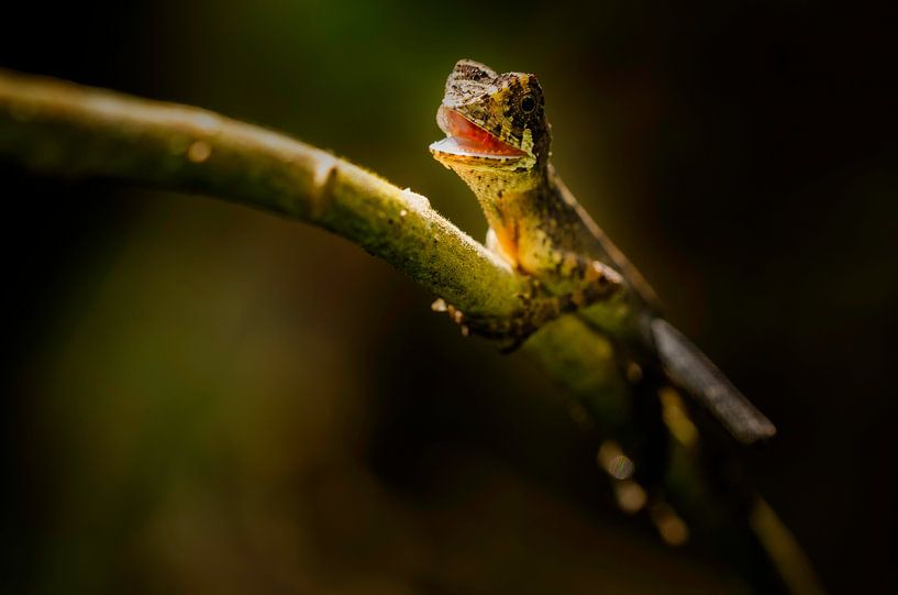 Sri Lanka Kangoroo Lizard by Hans Debruyne