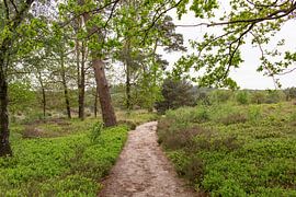 Wanderweg in der grünen Landschaft auf dem Holterberg von Deborah de Meijer