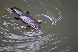 een vogelbekdier drijvend in een kreek in het Eungella National Park , Queensland, Australië
