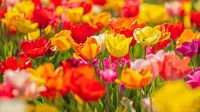 Tulpen II van Friedhelm Peters thumbnail