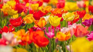 Tulipes II