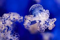 Colors of the sea - Blue tip jellyfish