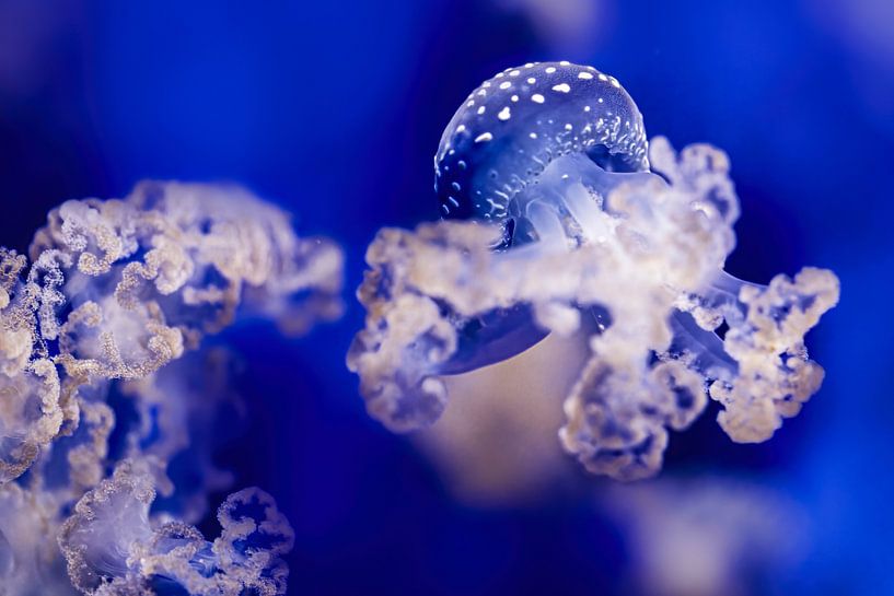 Colors of the sea - Blue tip jellyfish by Sanne Hoogstad