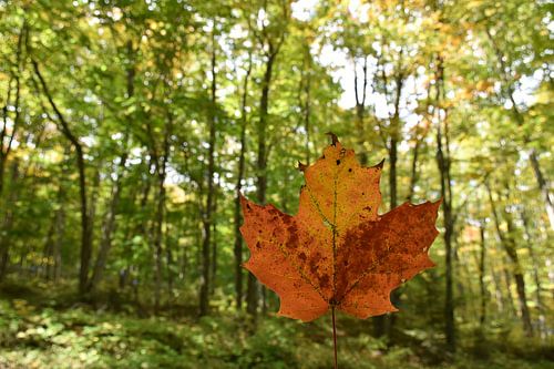 Een esdoornblad in de herfst