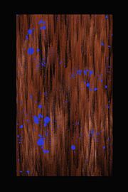 Moderne Kunst - Blauer Fisch in Koralle von Studio Malabar